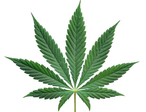 Medical Marijuana Application