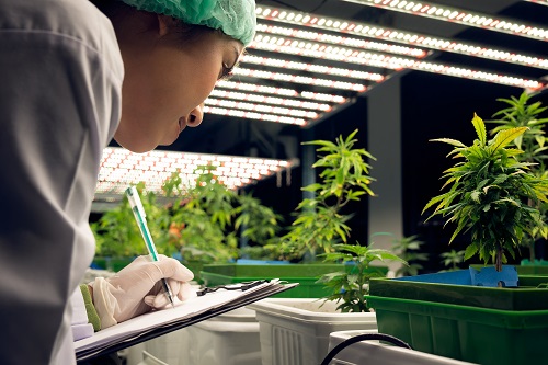 Research On Medical Marijuana